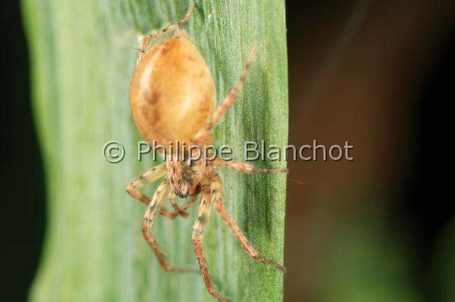 Anyphaenidae_007.JPG - France, Anyphaenidae, Araignée bourdonnante (Anyphaena accentuata), femelle, Anyphaenid sac spider